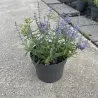 Perovskia atriplicifolia Lacey Blue