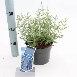 Perovskia atriplicifolia Lacey Blue