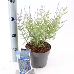 Mėlėsas - Perovskia atriplicifolia Lacey Blue