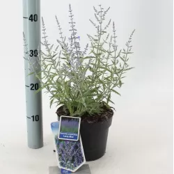Perovskia atriplicifolia Lacey Blue