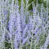 Mėlėsas - Perovskia atriplicifolia Lacey Blue