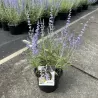 Perovskia atriplicifolia Lacey Blue