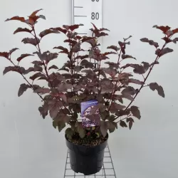 Putinalapis pūslenis - Physocarpus opulifolius LADY IN RED