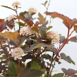Putinalapis pūslenis - Physocarpus opulifolius LADY IN RED