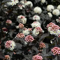 Physocarpus opulifolius DIABOLO