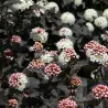 Physocarpus opulifolius DIABOLO