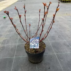 Putinalapis pūslenis - Physocarpus opulifolius LADY IN RED