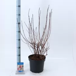 Putinalapis pūslenis - Physocarpus opulifolius LADY IN RED