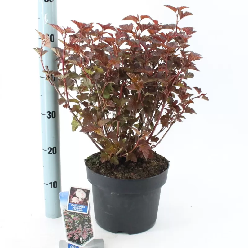Putinalapis pūslenis - Physocarpus opulifolius LADY IN RED