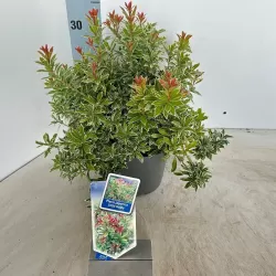 Japoninis bereinutis - Pieris japonica LITTLE GOLDY