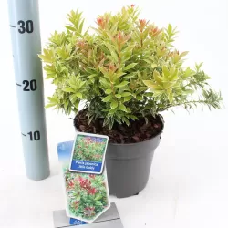 Japoninis bereinutis - Pieris japonica LITTLE GOLDY