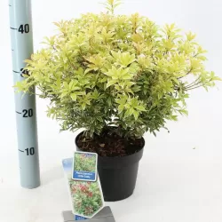 Japoninis bereinutis - Pieris japonica LITTLE GOLDY