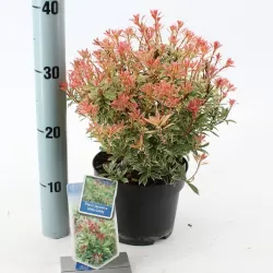 Japoninis bereinutis - Pieris japonica LITTLE GOLDY