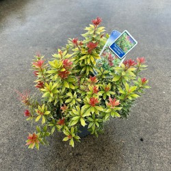 Japoninis bereinutis 'Little Heath Variegata' - Pieris japonica 'Little Heath Variegata'