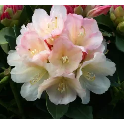 Rhododendron GOLDEN TORCH