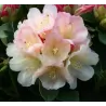 Rhododendron GOLDEN TORCH
