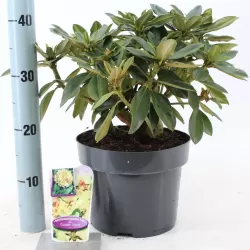 Rhododendron GOLDEN TORCH