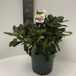 Rhododendron GOLDEN TORCH