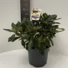 Rhododendron GOLDEN TORCH
