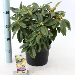 Rhododendron GOLDEN TORCH