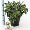 Rhododendron GOLDEN TORCH