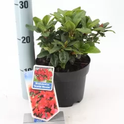 Svyrančio rododendro Scarlet Wonder sodinukai su pristatymu į namus