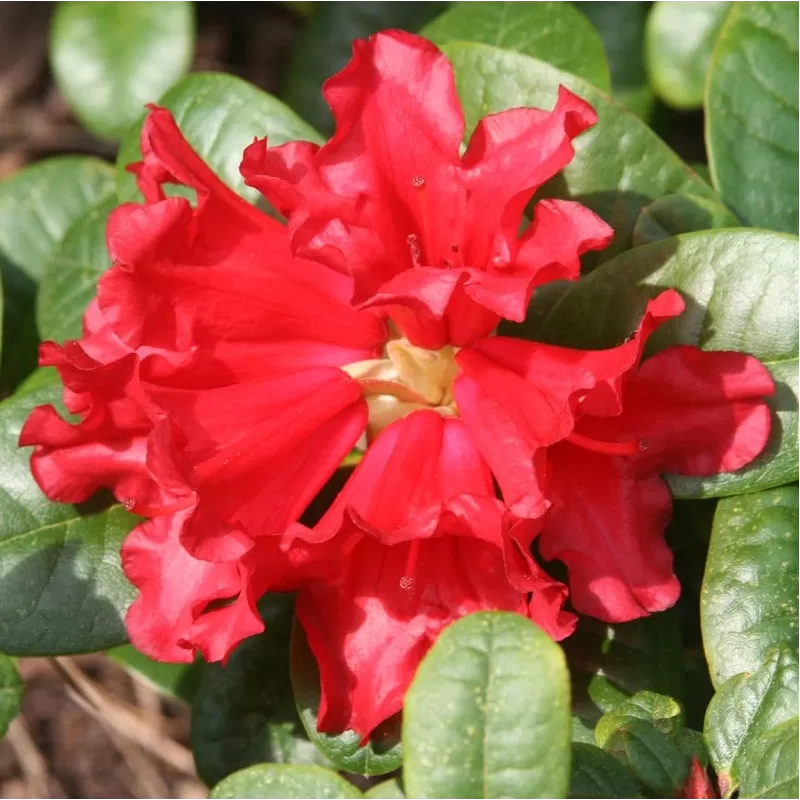 Svyrančio rododendro Scarlet Wonder sodinukai su pristatymu į namus