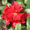 Svyrančio rododendro Scarlet Wonder sodinukai su pristatymu į namus