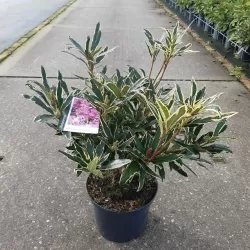 Rododendras - Rhododendron ponticum VARIEGATUM