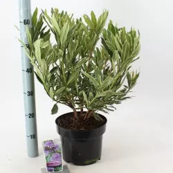 Rhododendron PONTICUM VARIEGATUM