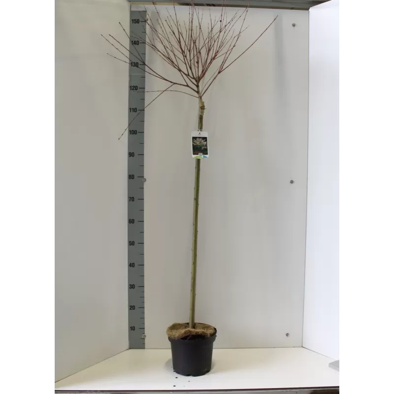 Garden plants/Trees/Flowers/ web-shop