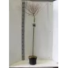 Garden plants/Trees/Flowers/ web-shop