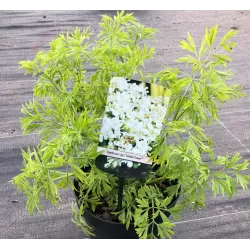 Elderberry - Sambucus nigra GOLDEN TOWER