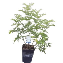 Elderberry - Sambucus nigra GOLDEN TOWER