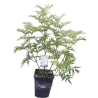 Elderberry - Sambucus nigra GOLDEN TOWER