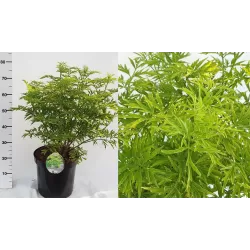 Elderberry - Sambucus nigra GOLDEN TOWER