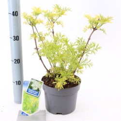 Juoduogis šeivamedis - Sambucus nigra GOLDEN TOWER