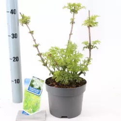 Elderberry - Sambucus nigra GOLDEN TOWER