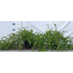 Karpytalapių stefanandrų Crispa sodinukai su pristatymu į namus