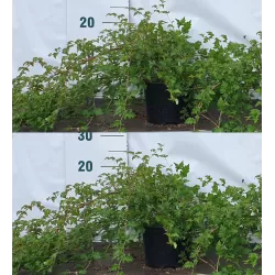 Karpytalapių stefanandrų Crispa sodinukai su pristatymu į namus