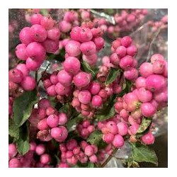 Dorenboso meškyčių White Hedge sodinukai su pristatymu į namus