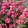 Dorenboso meškyčių White Hedge sodinukai su pristatymu į namus