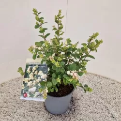 Dorenboso meškyčių White Hedge sodinukai su pristatymu į namus