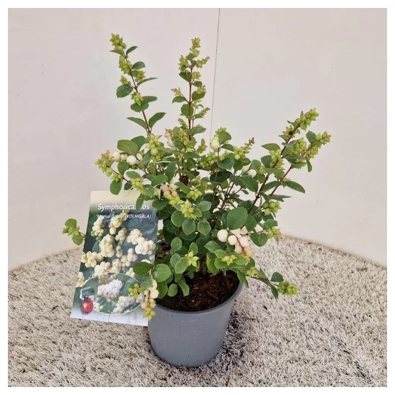 Dorenboso meškyčių White Hedge sodinukai su pristatymu į namus