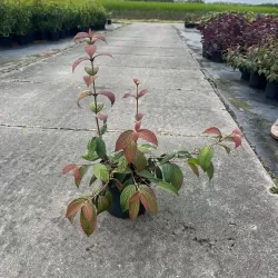 Viburnum plicatum PINK BEAUTY