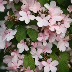 Raukšlėtasis putinas - Viburnum plicatum PINK BEAUTY