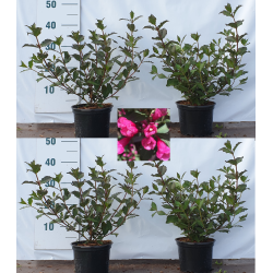 Garden plants/Trees/Flowers/ web-shop