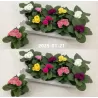 Primula acaulis mix
