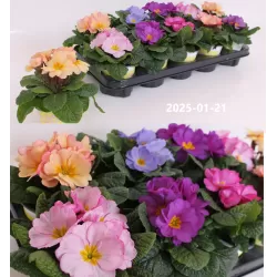 Primula ILY Specials - Provance Mix