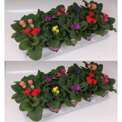 Rosebud paprastųjų raktažolių rinkinys, pristatymas tik vasario 25- kovo 12 d.